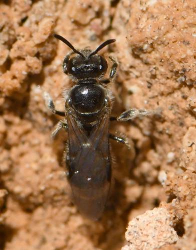 Lasioglossum sp.